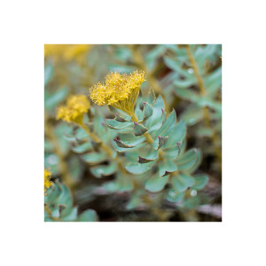 Rhodiola Rosea